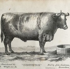 Constitution Short Horned Ox 1863 Victorian Agriculture Animals Art DWZ4A