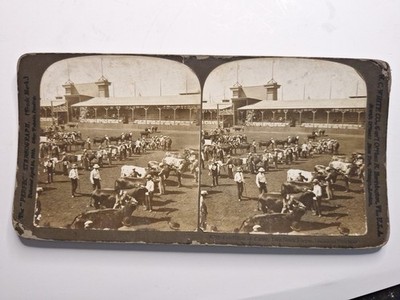 Perfec Stereograph H.C. White  1903 Cattle Stock Forum L.A. Purchase Exposition
