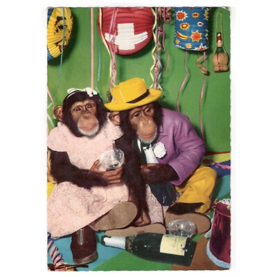 Postcard Chimpanzees Celebrating a Party, 1960s