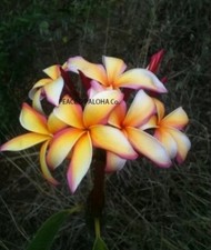 1 cutting Rare Makawao rainbow Plumeria.10-12 inches. Fresh and easy to grow.