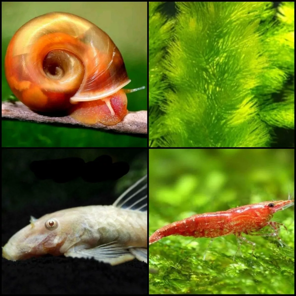 Tropical Fish Starter Pack Live Fish Plants Snails Shrimp