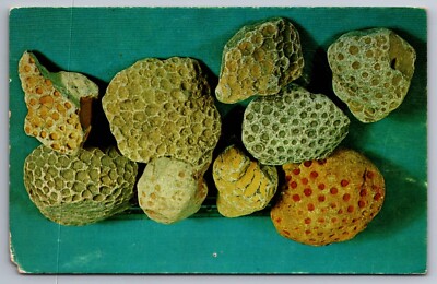 Postcard Petoskey Stones Collected in Emmet County Michigan    C 23