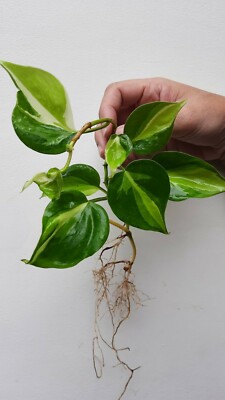 philodendron green princess large Philodendron 'Pink Princess' | Indoor Plant | Tropical Plant | Potted Plant
