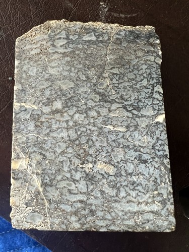 Agatized Dino Bone Block Cut - 620 grams - Picture 8 of 18