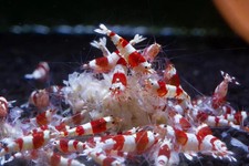 Premium 100% Natural Nettle Shrimp Food , For All Type Shrimps,Snails,Plecos
