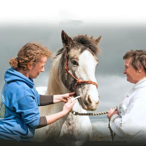 New Date Paste Horse Dewormer Apple Flavor Exp 3-YEAR FREE SHIPPING J F7O7 - Picture 6 of 12