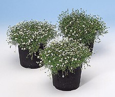 Sagina Irish Moss subulata Irish Moss PL 2,000 seeds