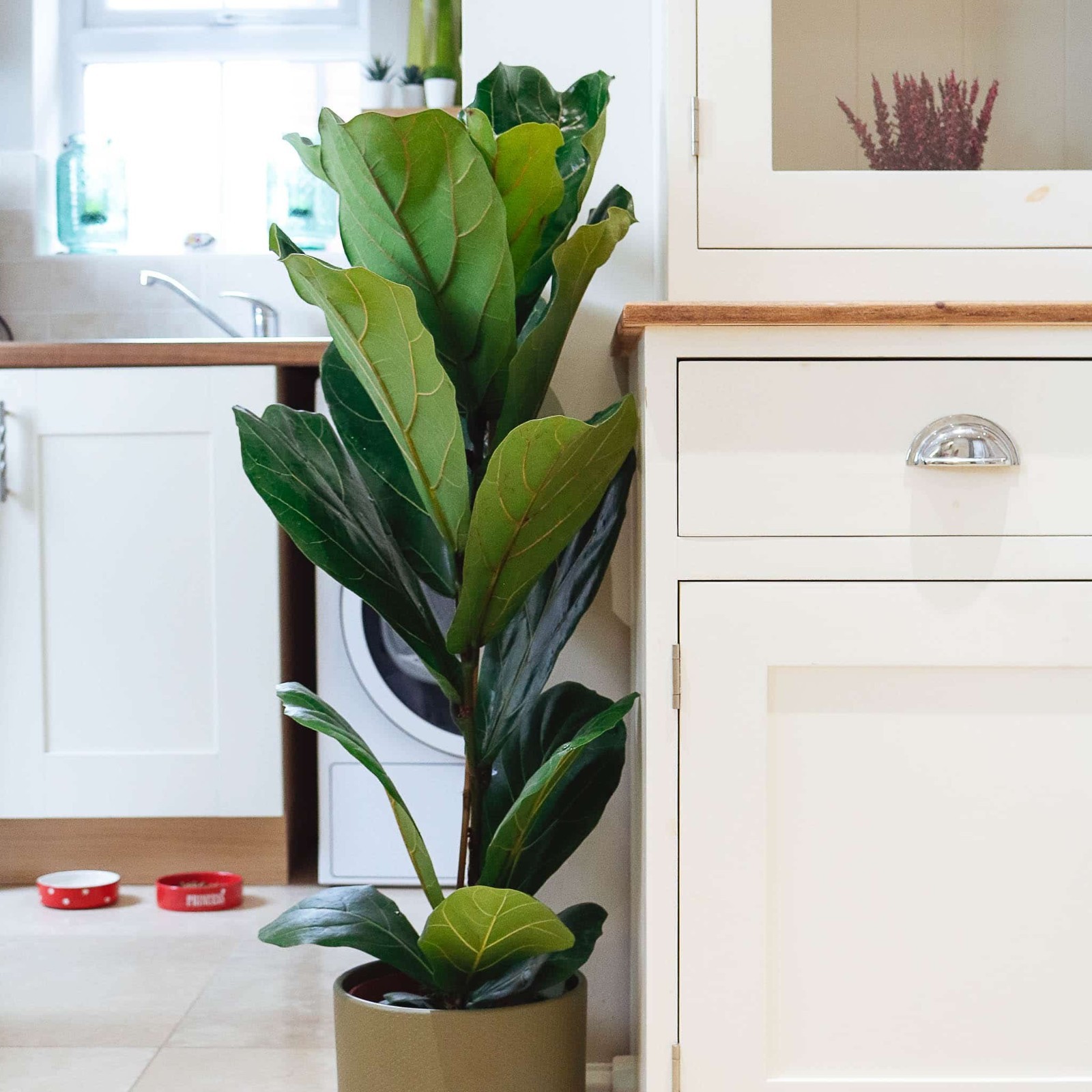 Fiddle Leaf Fig - 90cm
