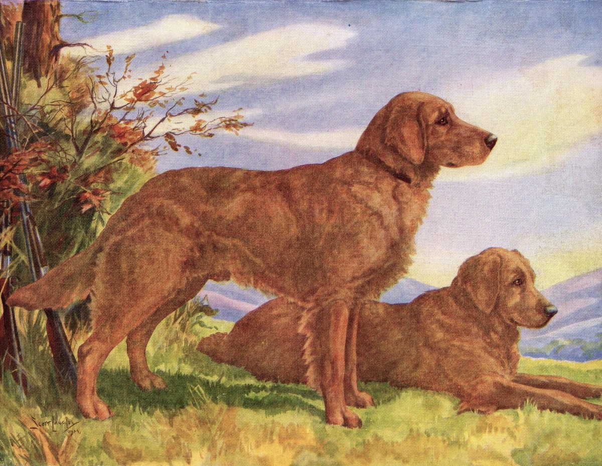 1930s Antique GOLDEN RETRIEVER Dog Print Nina Scott Langley 1930s Antique GOLDEN RETRIEVER Dog Print Nina Scott Langley