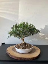 AWESOME! Fantastic Olive Pre-Bonsai, 14 Years, Strong Trunk