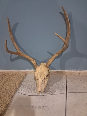 #ad #ad Giant European Mount Nebraska Whitetail 2x2 Massive Giant Monster Buck $115.00