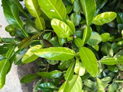 ORGANIC FRESH KAFFIR LIME LEAVES  ( Fresh Handpicked when order )