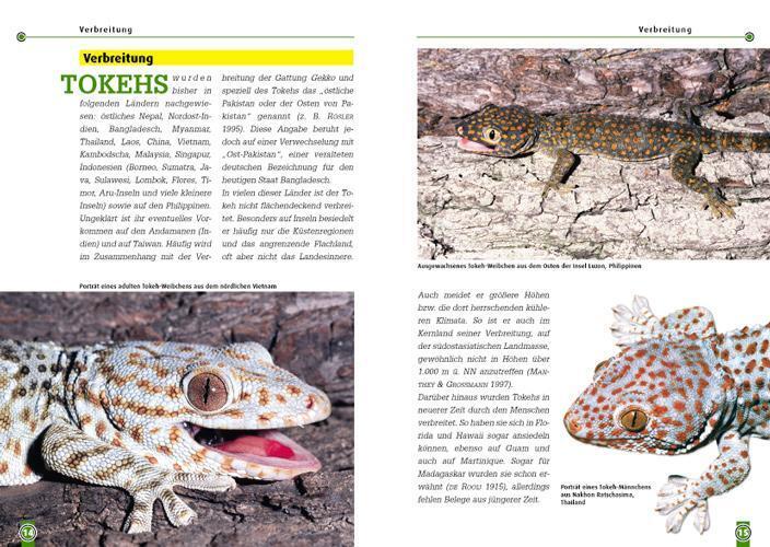 Thumbnail - Der Tokeh | Gekko Gecko | Wolfgang Grossmann | Taschenbuch | Art Für