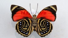 Agrias claudina claudina - AgriasButterflies.com