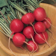 Semillas de rábano Cherry Belle 100 - 500 - 1000 - 5000 semillas microgreens 25 días