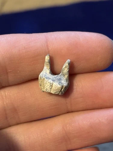 Unique And Rare Carved Civil War Bullet Carved Into A Tooth