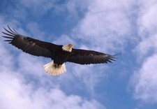 386831 Bald Eagle WALL ROOM PRINT POSTER US