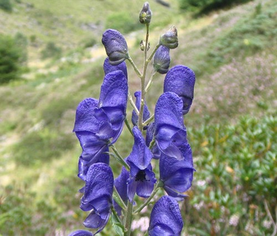 #ad MONKSHOOD BLUE Aconitum Napellus 40 Bulk Seeds $19.99