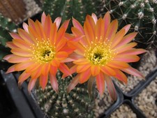 Trichocereus-Echinopsis-Lobivia Bilsdale Flame