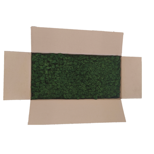 Mousse Plate Stabilisée - Grossiste Mousse éternelle - Végétaux Stabilisés