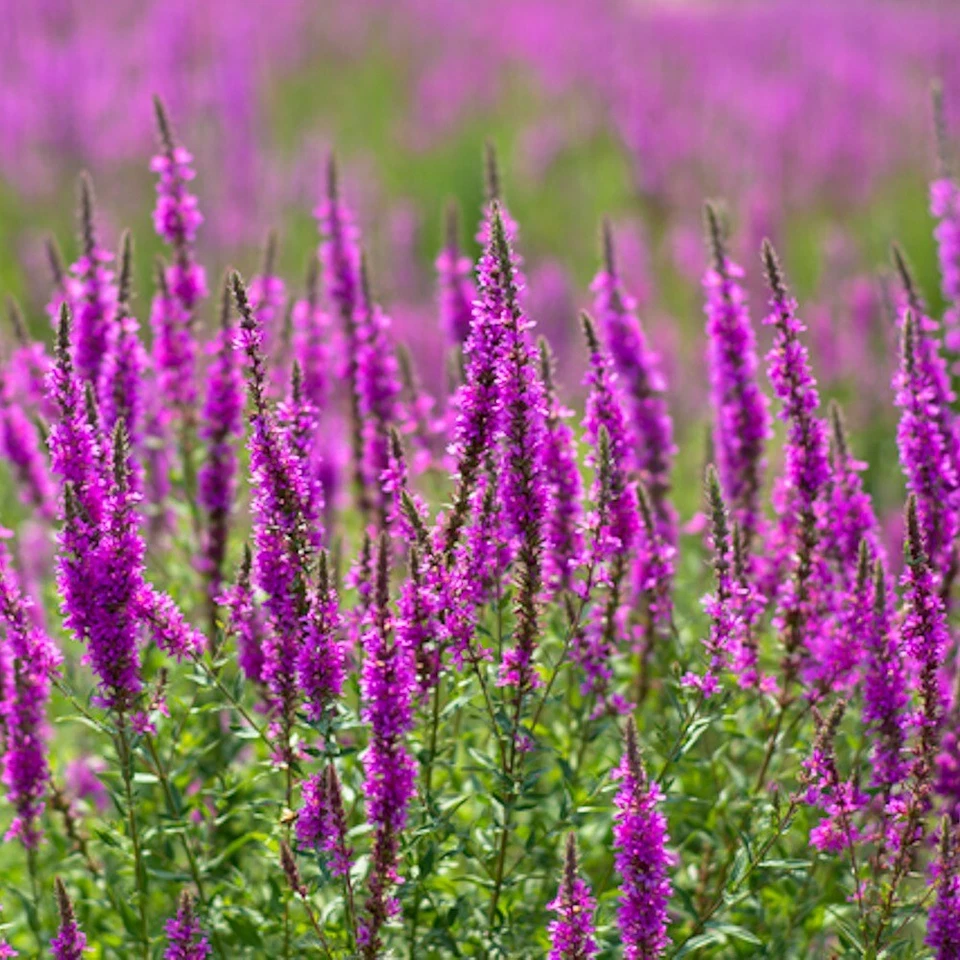 BLUTWEIDERICH 500+ Samen LYTHRUM SALICARIA Wildstaude BIENENWEIDE Rosy Gem