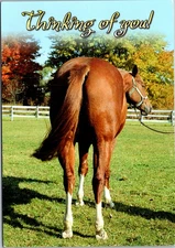 Postcard Funny Insulting Horse's Behind - Thinking of you!