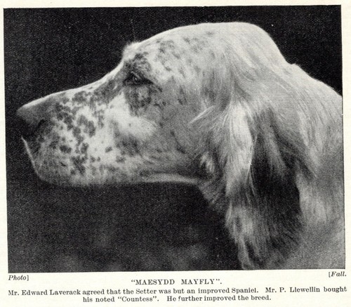 English Setter "Head" - 1934 Vintage Dog Art "Photo" Print - CUSTOM MATTED 8x10