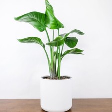 Strelitzia nicolai Tender Perennial Easy Houseplant 1x 13cm or 21cm Pot by T&M