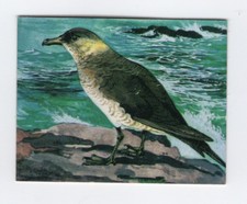 Greggs NZ aquatic birds 1974. Arctic Skua (Jaeger)