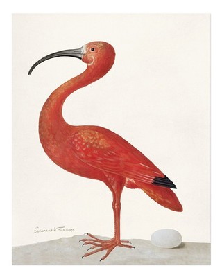 Elegant Scarlet Ibis Poster Wall Art - Nature Print Decor Home Decor