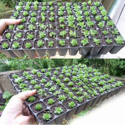 10Pcs 72 Hole Plant Seed Grow Insert Propagation Nursery Seedling Starter Tray - Picture 3 of 9