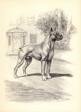 Vintage Edwin Megargee Boxer Print 1950s Boxer Gallery Wall Art Decor 5352e