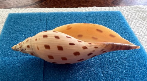 Nice & rare Voluta - Scaphella (Arenia) dubia - GOM trawler - 111mm - Picture 7 of 15