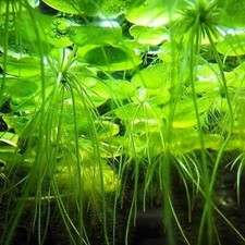 10 x Amazon Frogbit Live Tropical Lily Floating Aquarium Plants Reduces Algae