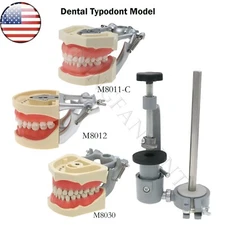 US Dental Typodont Model With Mounting Pole Fit Kilgore Nissin 200 Columbia Type