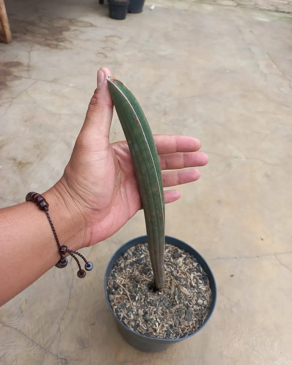 Sansevieria Hallii Dark Pink Bat Rare Snake Plant | eBay