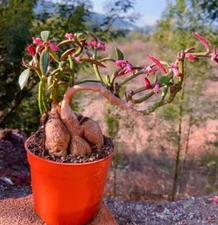2PCS Monadenium montanum-Euphorbia pekinensis-Succulent cactus Roottuber Plants
