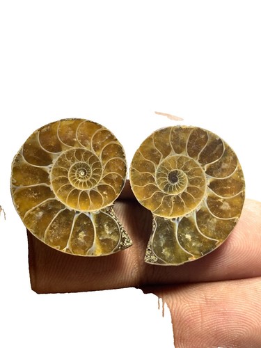 アーモンド様 17.90 Cts Natural Ammonite Fossil New Pattern Cabochon Gemstone