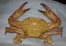 NATURALIZED  CRAB - CRABE NATURALISE - 270/210mm