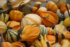 10 SEMI DI ZUCCHETTA ORNAMENTALE+SPEDIZIONE GRATUITA