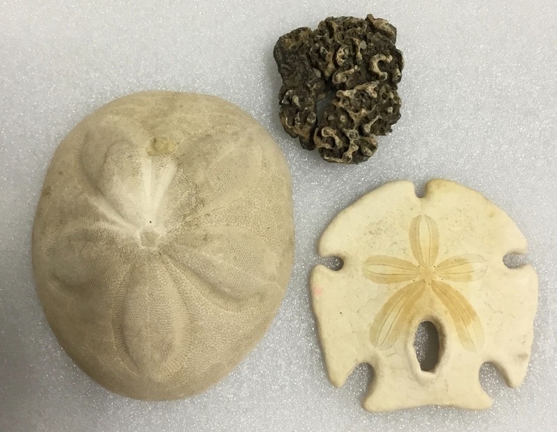 3 Vintage 1970s Huge 5" x 4.5" Sea Biscuit, Sand Dollar & Coral fossil