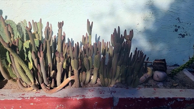 Live Pine Cone Cactus Cutting - Fresh and Ready to Grow! Buy 2 Get 1 Free |  eBay