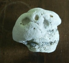 BRAIN CORAL Found on the Beach in Ft Lauderdale FL 2-2021 G19