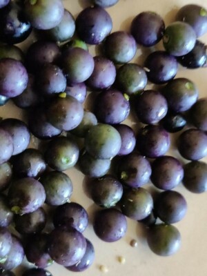 200 Nightshade Seeds Nigrum Solanum Sees 200 Semillas de Mora Hierba ...