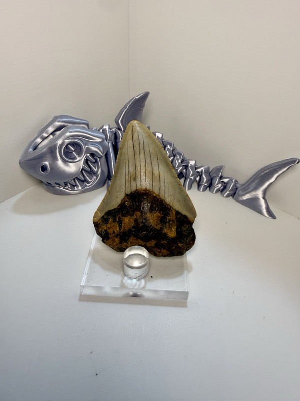 Fossil Megalodon Tooth *3D Shark NFS