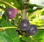 Violette-du-Bordeaux-FIG-TREE-Ficus-Carica-NEGRONNE-Petite-Live-sml-Potd-Plant