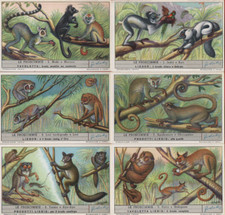 FIGURINE LIEBIG SERIE ITALIANA COMPLETA LE PROSCIMMIE N°1627 ANNO 1955