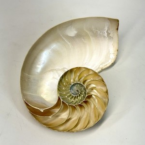Natural Nautilus Seashell Left Cut Single Half Iridescent 4 Inches