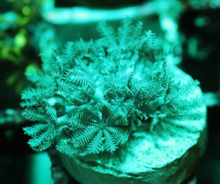 Pulsing Xenia Frag Zoanthids Zoa Paly SPS LPS Corals WYSIWYG