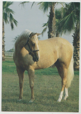 MISS DYNASHINE Palomino Quarter Horse Postcard